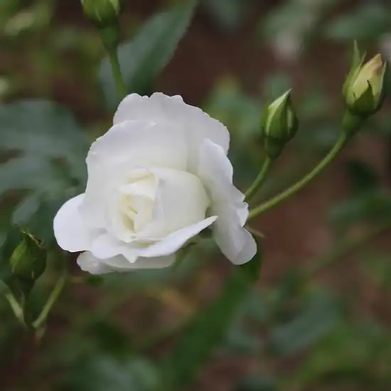 Rosa Innocencia® - alb - trandafir acoperitor